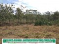 Investasi Tanah Produktif di Kebun Buah Lantaburro Tanjungsari Bogor