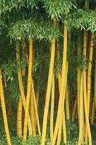 Pagar Tanaman Bambu Kuning