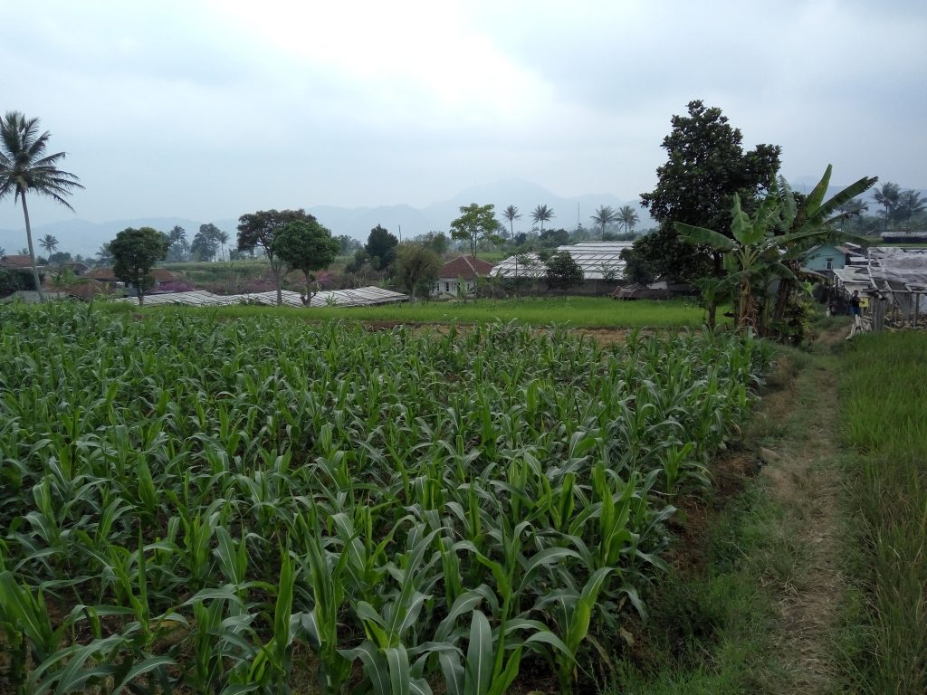 Tanah Murah di Sukabumi Cianjur