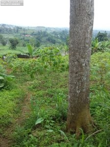 Jual Tanah di Agro Wisata Lido Bogor